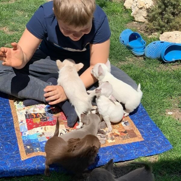Brandon playing with Choco Chihuahua puppy and siblings on green grass field