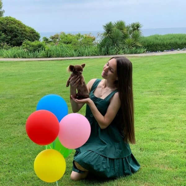 Nanny holding Choco chocolate long coat Chihuahua puppy in large green yard