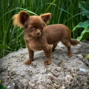 Choco Standard Chihuahua Puppy standing outdoors with a rich chocolate long-haired coat at 16 weeks old