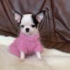 Cinderella Teacup Chihuahua black and white puppy wearing a pink knitted sweater on a white rug