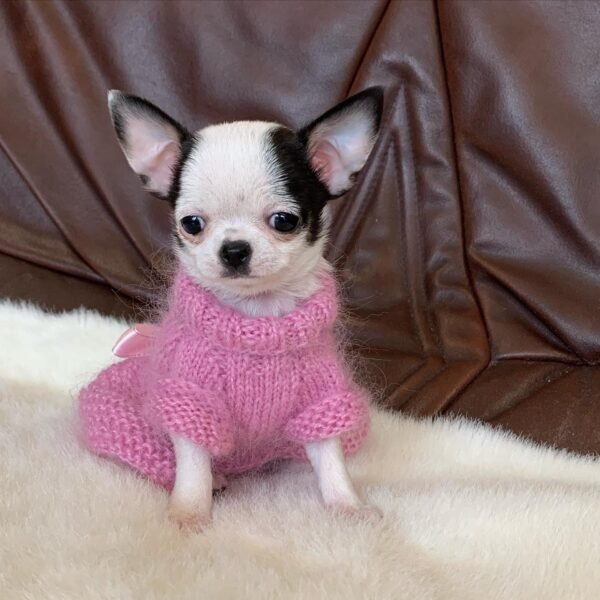 Cinderella Teacup Chihuahua black and white puppy wearing a pink knitted sweater on a white rug