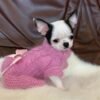 Cinderella Teacup Chihuahua black and white puppy relaxing on soft white rug wearing pink sweater