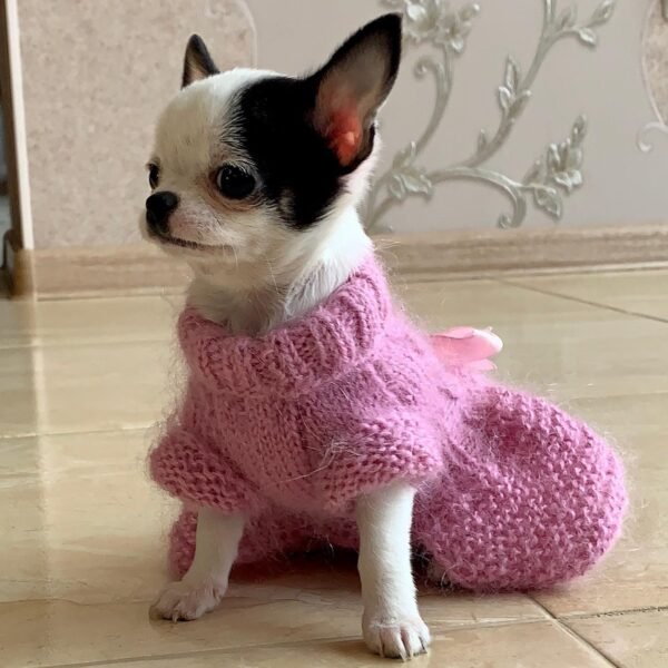 Cinderella Teacup Chihuahua puppy in pink knitted sweater looking at the camera