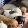 Cinderella Teacup Chihuahua newborn female puppy with siblings on cozy white blanket