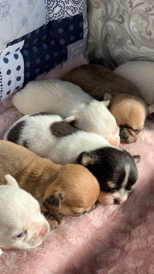 Cinderella Teacup Chihuahua newborn female puppy with siblings on cozy white blanket