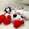 Cinderella Teacup Chihuahua and newborn siblings resting together on white blanket