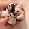 Cinderella Teacup Chihuahua newborn puppy and siblings held in breeder's palms