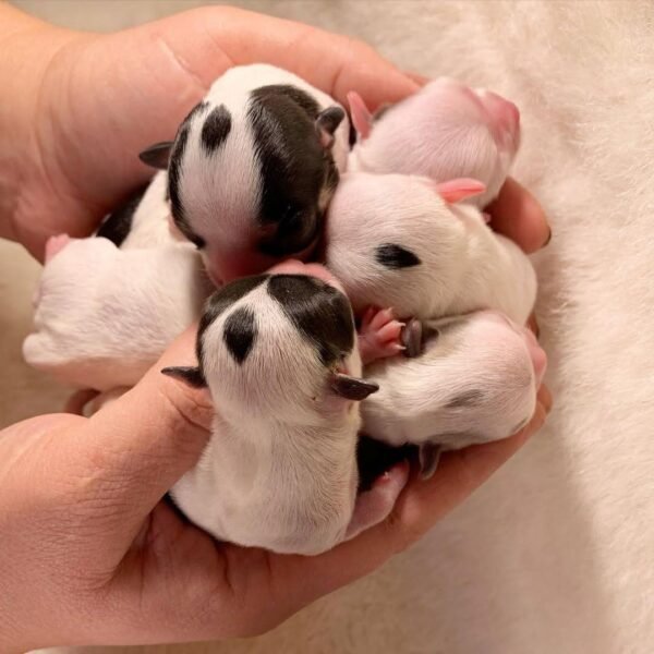 Cinderella Teacup Chihuahua newborn puppy and siblings held in breeder's palms