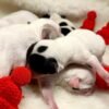 Cinderella Teacup Chihuahua newborn black and white puppy sleeping with siblings on a white blanket