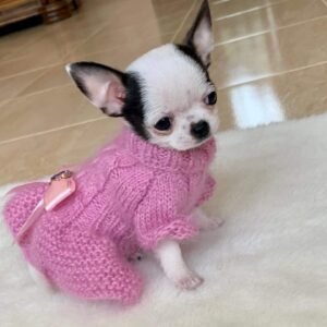 Black and white Cinderella Teacup Chihuahua female puppy sitting on white rug in pink sweater