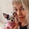 Cinderella Teacup Chihuahua black and white puppy wearing pink knitted sweater held by breeder