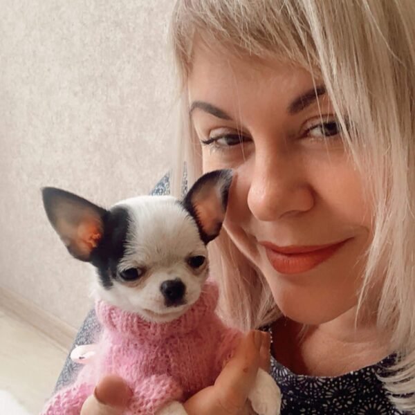 Cinderella Teacup Chihuahua black and white puppy wearing pink knitted sweater held by breeder