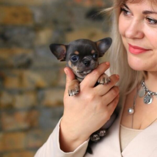 Clyde Teacup Chihuahua Held with Loving Care Breeder holding Clyde Teacup Chihuahua puppy in one hand
