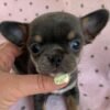 Clyde's Sweet Chihuahua Puppy Portrait Clyde Chihuahua puppy looking directly at the camera