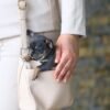 Small Chihuahua Clyde Peeking from the Handbag Small Chihuahua Clyde peeking out of the breeder's handbag