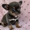 Clyde β Adorable Chihuahua Puppy Ready for His Forever Home Clyde Chihuahua puppy sitting with ears up at Chihuahua Hub