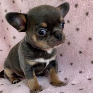 Clyde Chihuahua puppy sitting with ears up at Chihuahua Hub