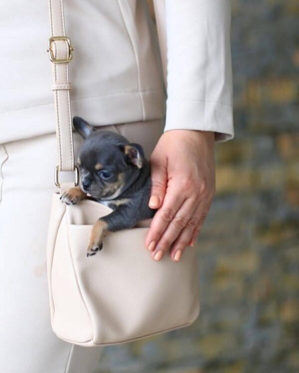 Small Chihuahua Clyde Peeking from the Handbag Small Chihuahua Clyde peeking out of the breeder's handbag