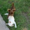 Choco chocolate long coat Chihuahua puppy playing with siblings outdoors