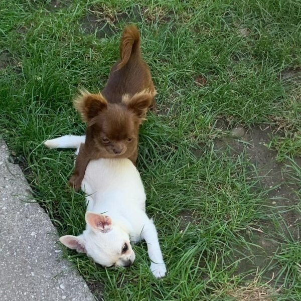 Choco chocolate long coat Chihuahua puppy playing with siblings outdoors