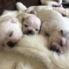 Newborn Chico and his siblings on their first day after birth