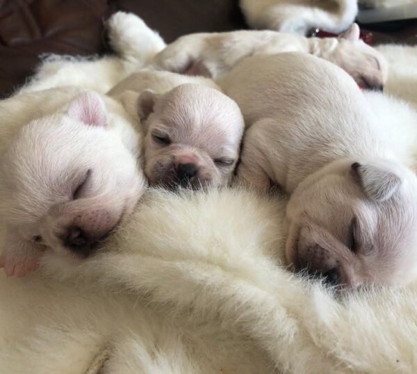 Newborn Chico and his siblings on their first day after birth