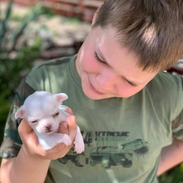 Brandon holding Chico Short Hair Chihuahua puppy outdoors