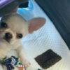 Creed cream white short hair Chihuahua puppy sitting inside car