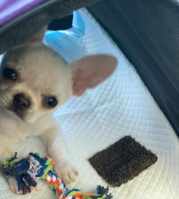 Creed cream white short hair Chihuahua puppy sitting inside car