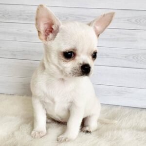 Creed Chihuahua Puppy 14 Week Standard Male Cream White Short Hair