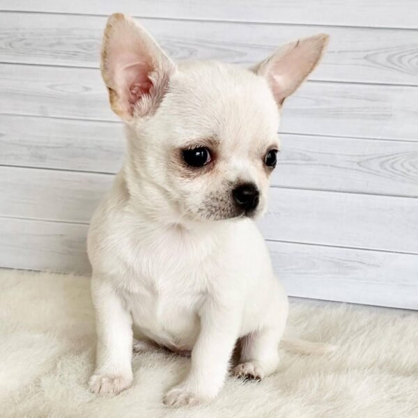 Creed Chihuahua Puppy 14 Week Standard Male Cream White Short Hair