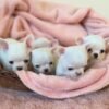 Creed cream white Chihuahua puppy lying with siblings on blanket indoors