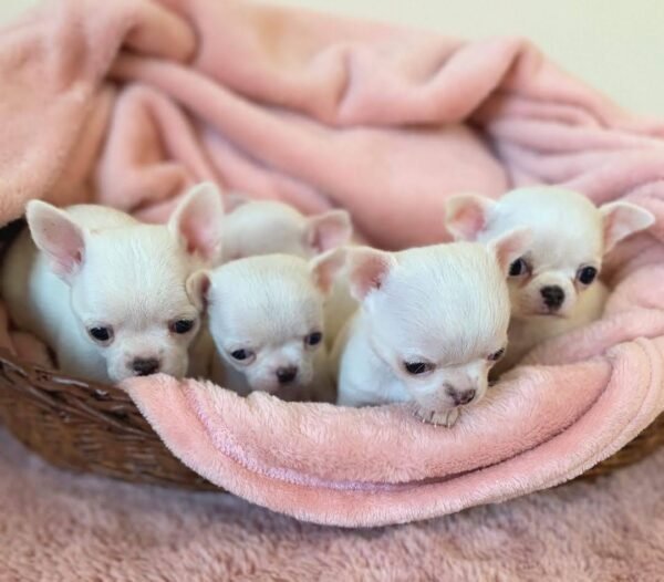Creed cream white Chihuahua puppy lying with siblings on blanket indoors