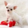 Chico Chihuahua Puppy standing with a red plush toy on a soft white blanket
