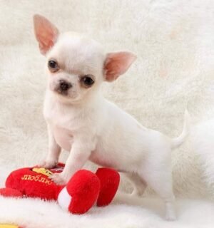 Chico Chihuahua Puppy standing with a red plush toy on a soft white blanket