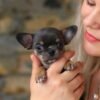 Clyde Receiving Loving Care at Chihuahua Hub Breeder holding Clyde Chihuahua puppy with care