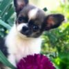 Princess Mia blue cream white Chihuahua puppy relaxing outdoors with flowers
