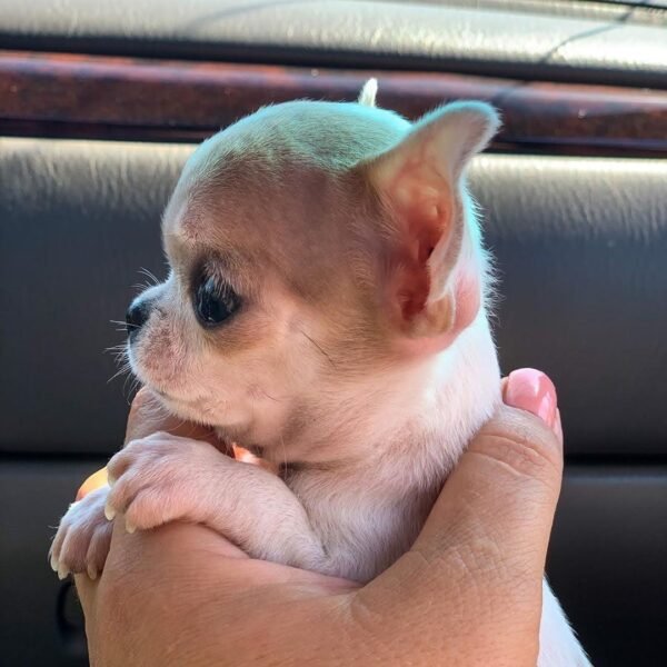 Uncle lovingly holding Pretty Penny Teacup Chihuahua after a relaxing car ride outdoors.