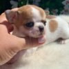 Maya Teacup Chihuahua sitting peacefully in a flower garden on a white blanket with vibrant blooms