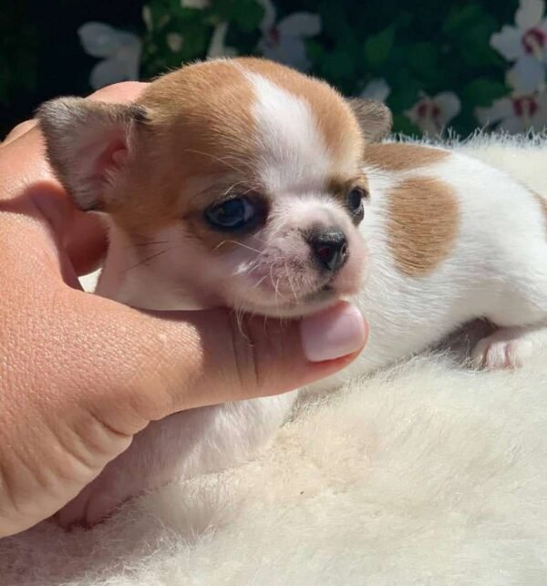 Maya Teacup Chihuahua sitting peacefully in a flower garden on a white blanket with vibrant blooms