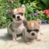 Maya and Merribeth Teacup Chihuahua puppies chasing each other through a colorful backyard garden