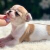 Maya Teacup Chihuahua outdoor portrait on a soft white blanket surrounded by colorful flowers and greenery