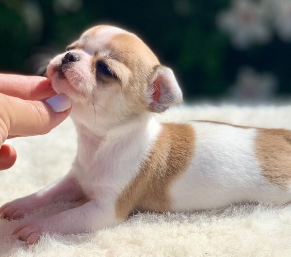 Maya Teacup Chihuahua outdoor portrait on a soft white blanket surrounded by colorful flowers and greenery