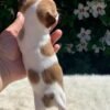 Breeder gently holding Maya Teacup Chihuahua in a colorful garden surrounded by green grass and flowers