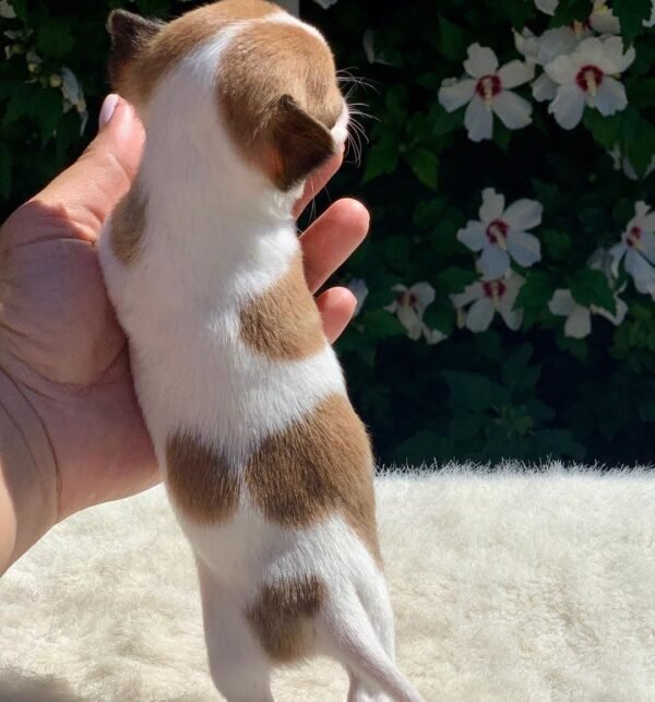 Breeder gently holding Maya Teacup Chihuahua in a colorful garden surrounded by green grass and flowers