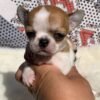 Maya Teacup Chihuahua resting on a plush dog bed inside a cozy home