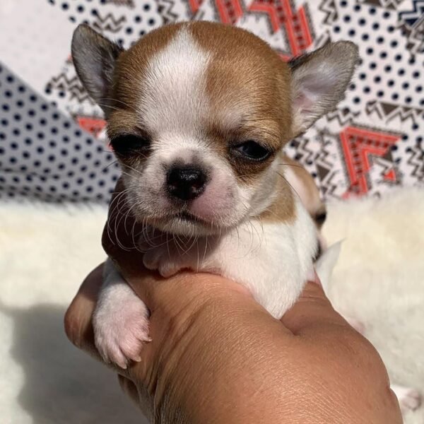 Maya Teacup Chihuahua resting on a plush dog bed inside a cozy home
