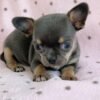 Clyde Chihuahua Puppy Resting Comfortably Clyde Chihuahua puppy sleeping peacefully on a soft blanket
