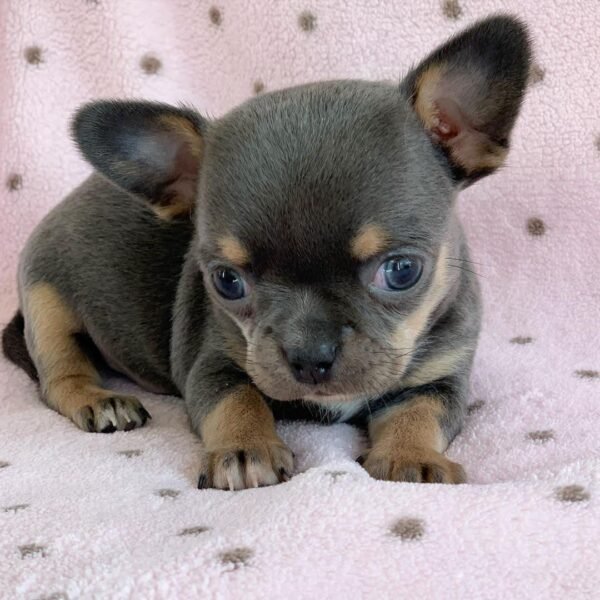 Clyde Chihuahua Puppy Resting Comfortably Clyde Chihuahua puppy sleeping peacefully on a soft blanket