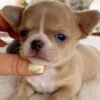 Breeder gently holding Bonnie Teacup Short Coat Chihuahua puppy's face